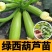 油亮西葫芦苗油皮高产西葫芦交瓜苗