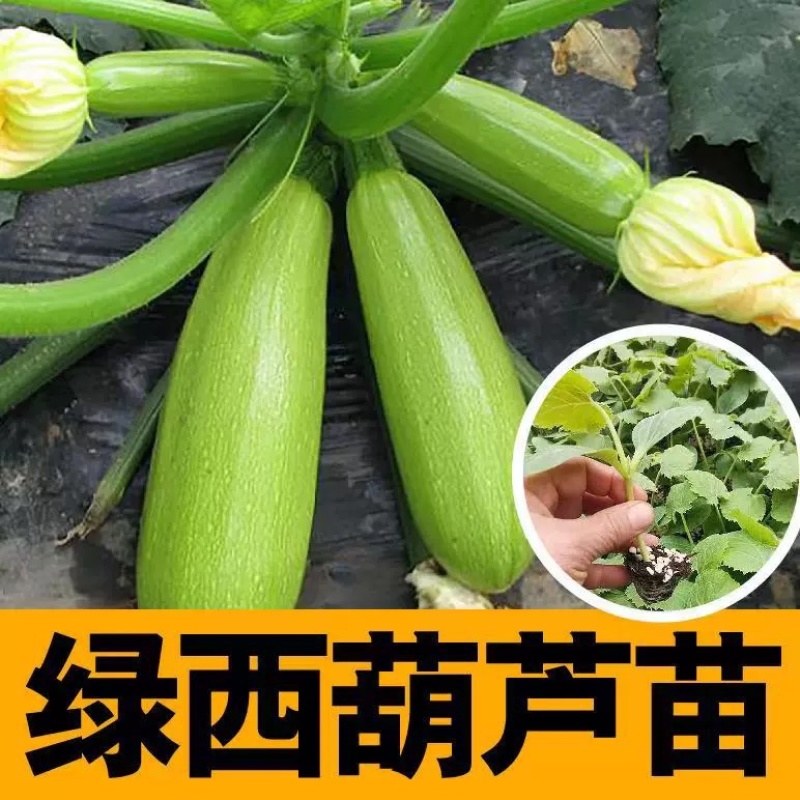 油亮西葫芦苗油皮高产西葫芦交瓜苗