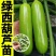 油亮西葫芦苗油皮高产西葫芦交瓜苗