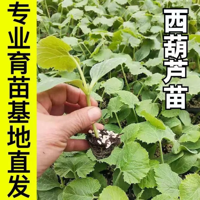 油亮西葫芦苗油皮高产西葫芦交瓜苗