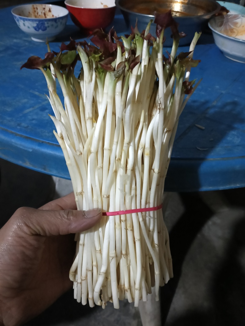 鱼腥草嫩芽