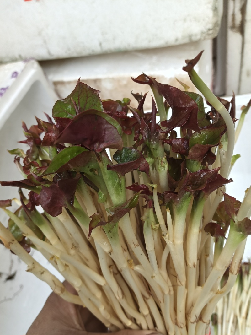 鱼腥草嫩芽
