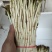 鱼腥草嫩芽