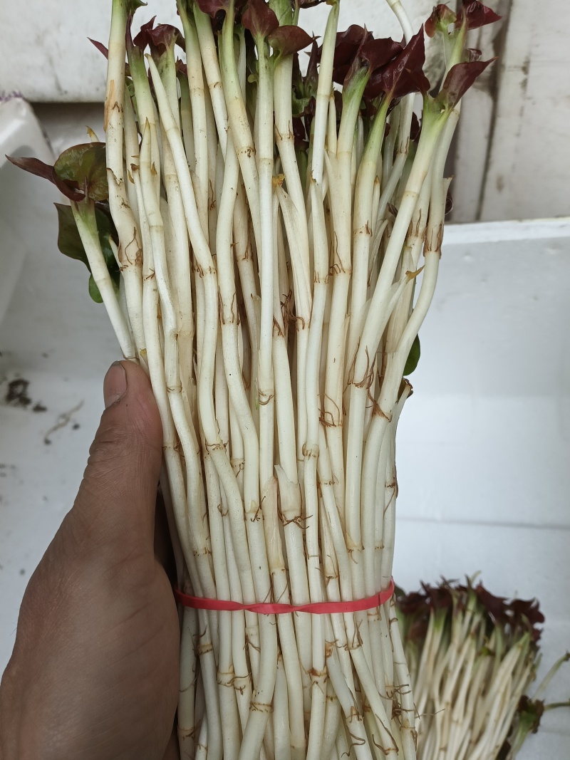 鱼腥草嫩芽