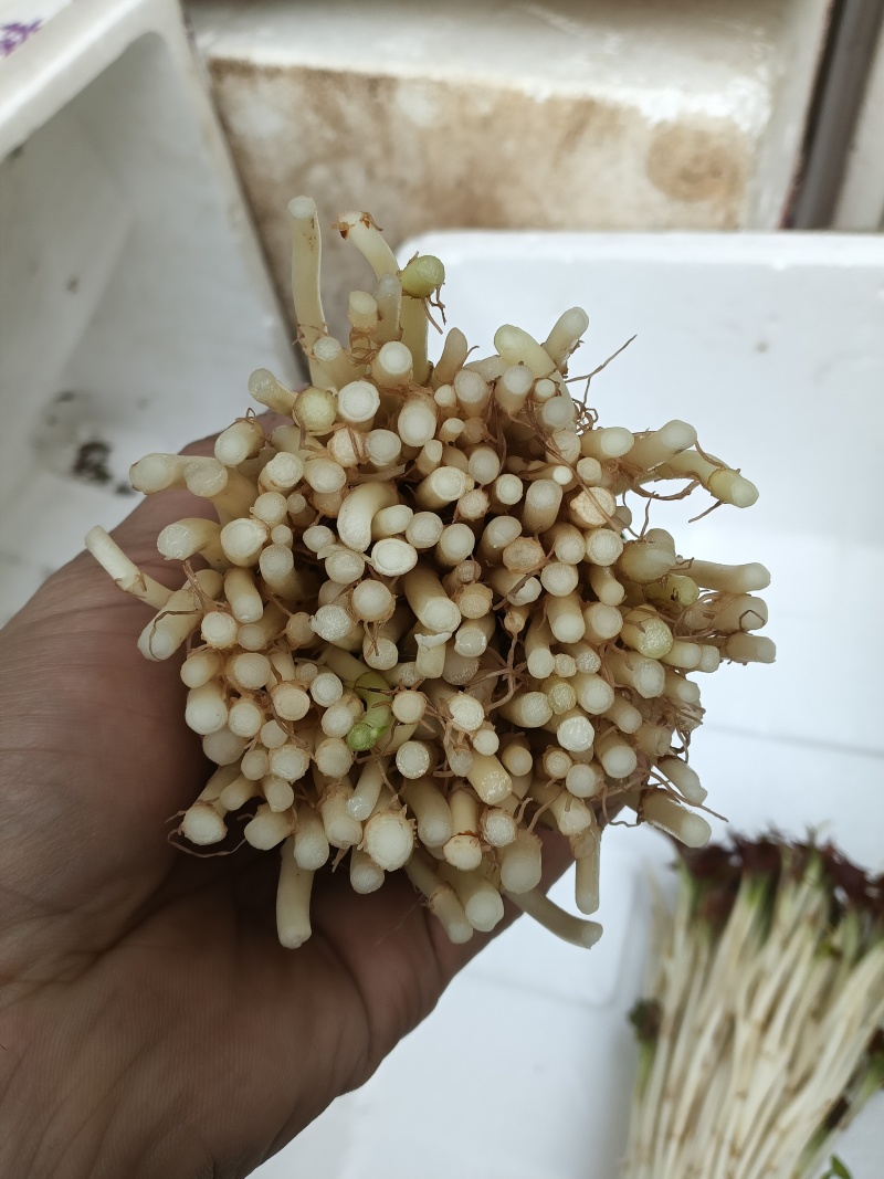 鱼腥草嫩芽
