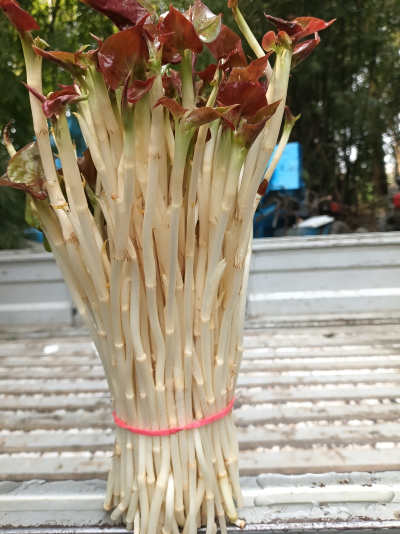 鱼腥草嫩芽