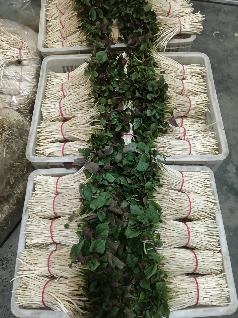 鱼腥草嫩芽