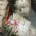 鱼腥草嫩芽