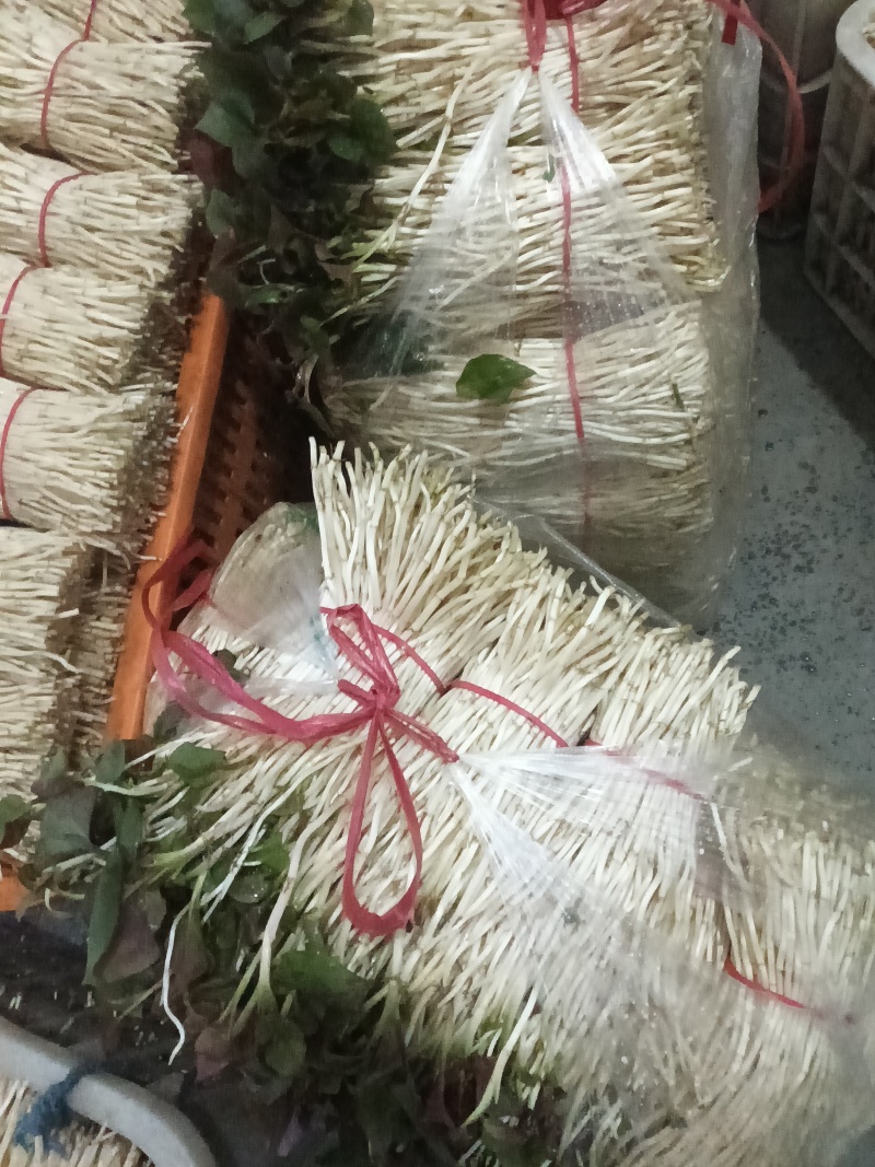 鱼腥草嫩芽