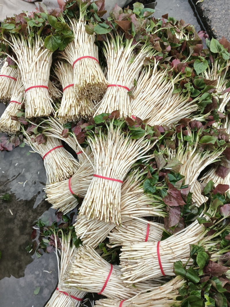 鱼腥草嫩芽