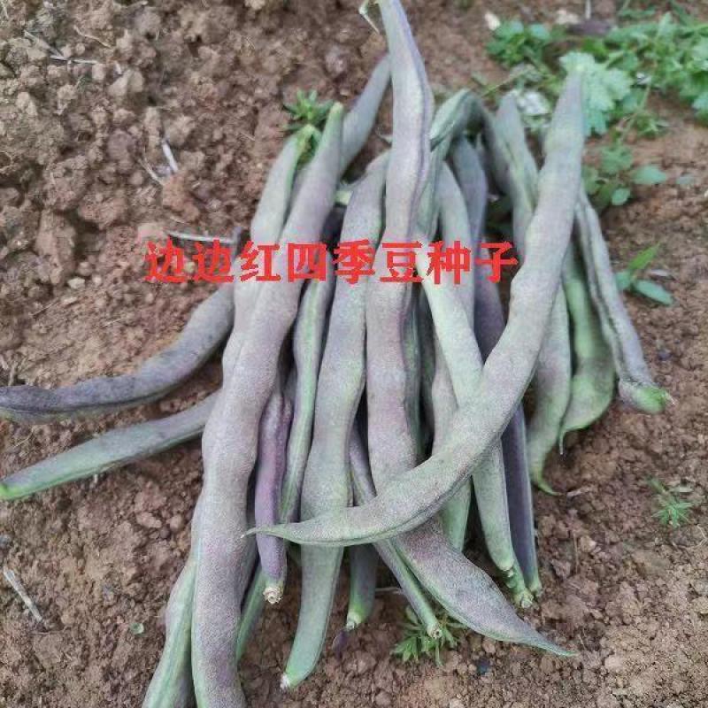 春秋边边红四季豆种子架豆种紫红豆角种子紫红四季豆种子蔬菜