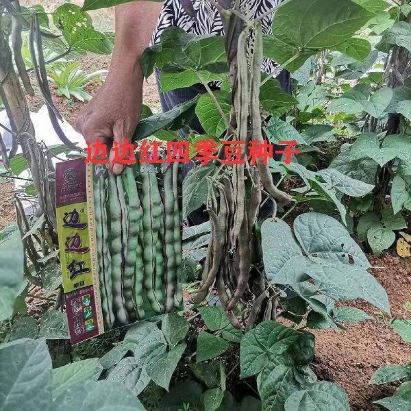 春秋边边红四季豆种子架豆种紫红豆角种子紫红四季豆种子蔬菜