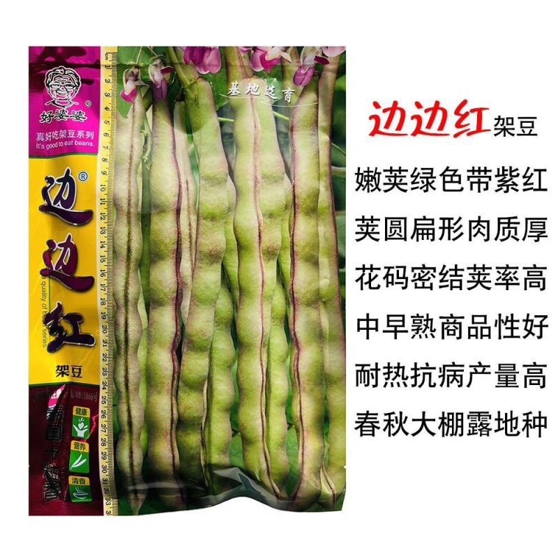 春秋边边红四季豆种子架豆种紫红豆角种子紫红四季豆种子蔬菜
