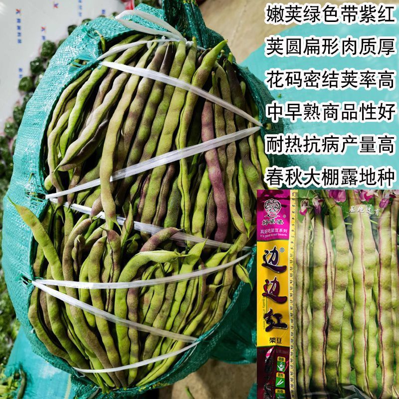 春秋边边红四季豆种子架豆种紫红豆角种子紫红四季豆种子蔬菜
