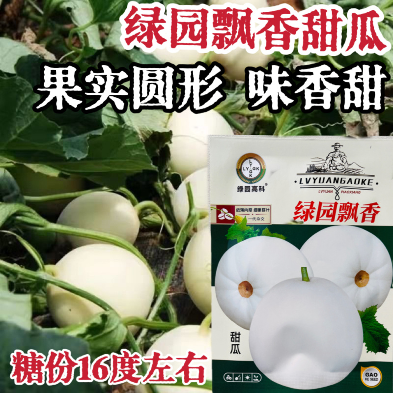绿园飘香白皮甜瓜种子口感好薄皮甜脆早熟高产抗病商品性佳
