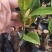 香蜜一号榴莲蜜苗