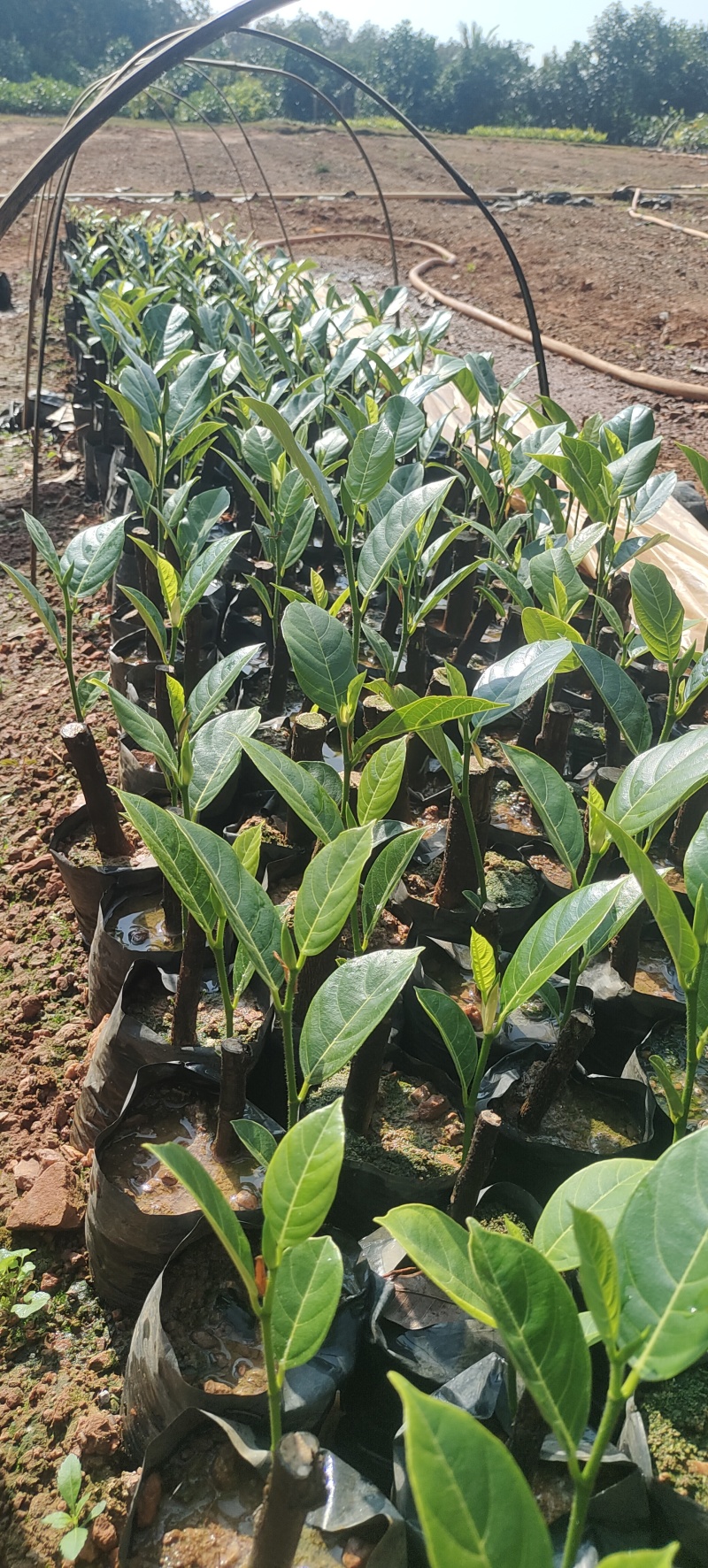 香蜜一号榴莲蜜苗
