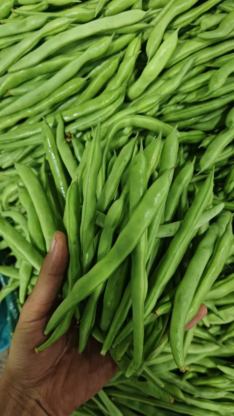 小金豆