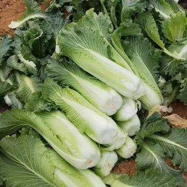竹筒菜大白菜