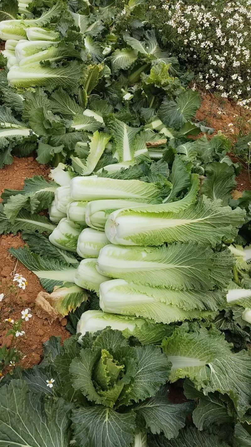 竹筒菜大白菜