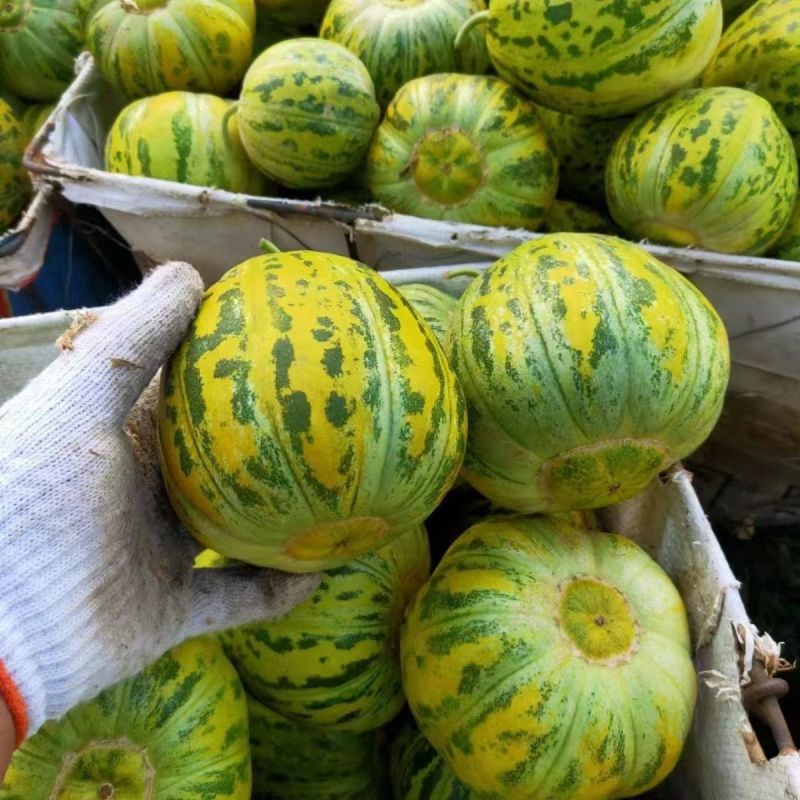 花香蜜甜瓜种子中早熟高产抗病花皮香瓜种籽孑阳台盆栽