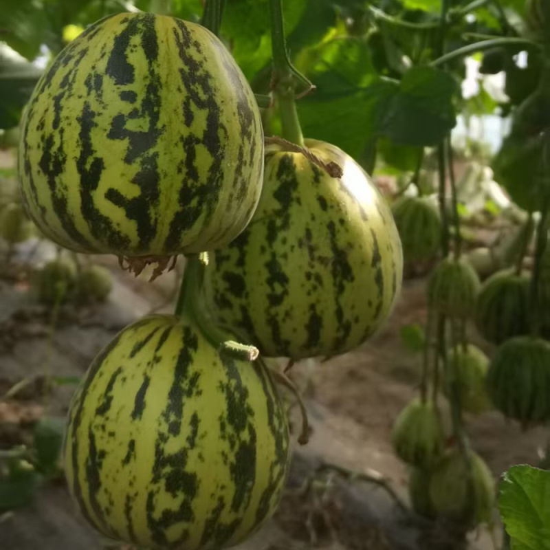 花香蜜甜瓜种子中早熟高产抗病花皮香瓜种籽孑阳台盆栽