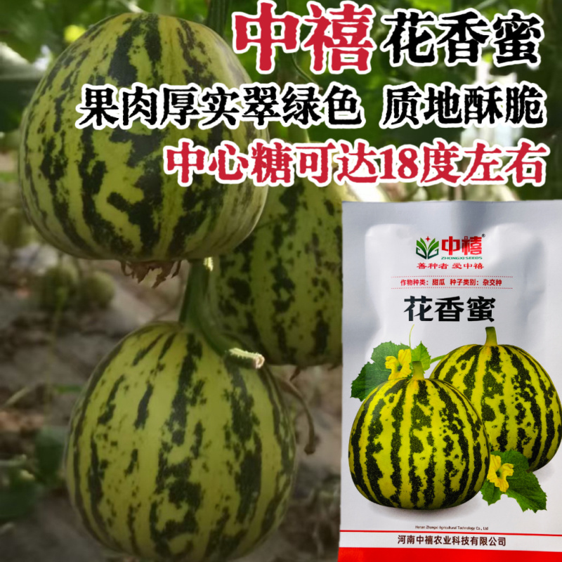 花香蜜甜瓜种子中早熟高产抗病花皮香瓜种籽孑阳台盆栽