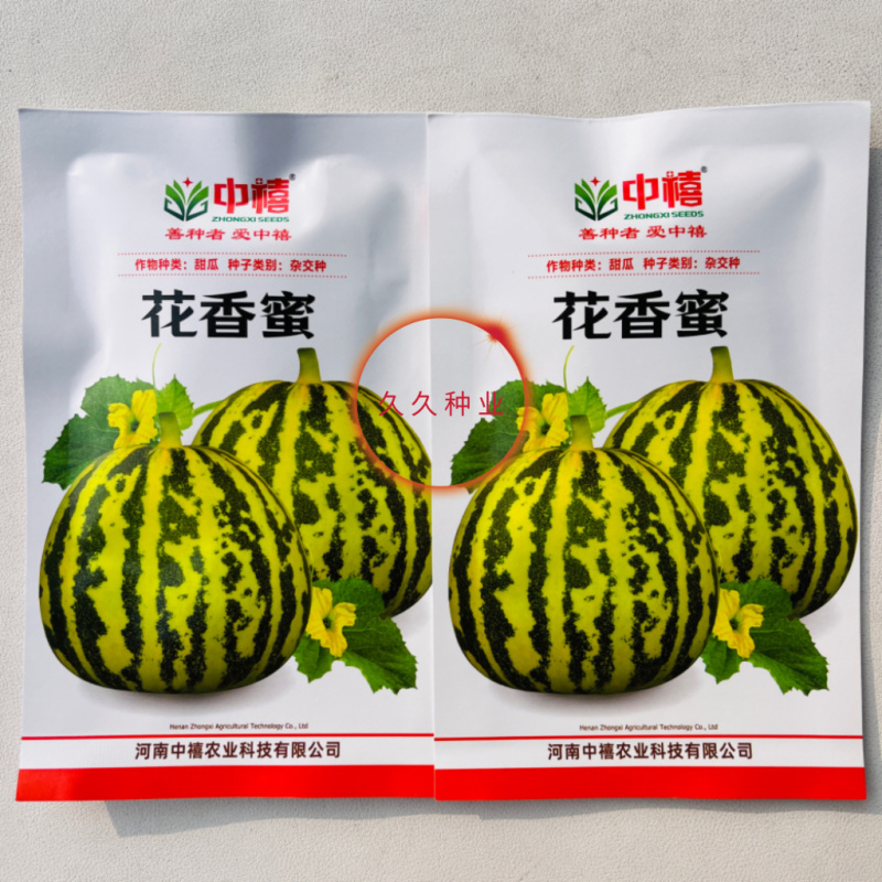 花香蜜甜瓜种子中早熟高产抗病花皮香瓜种籽孑阳台盆栽