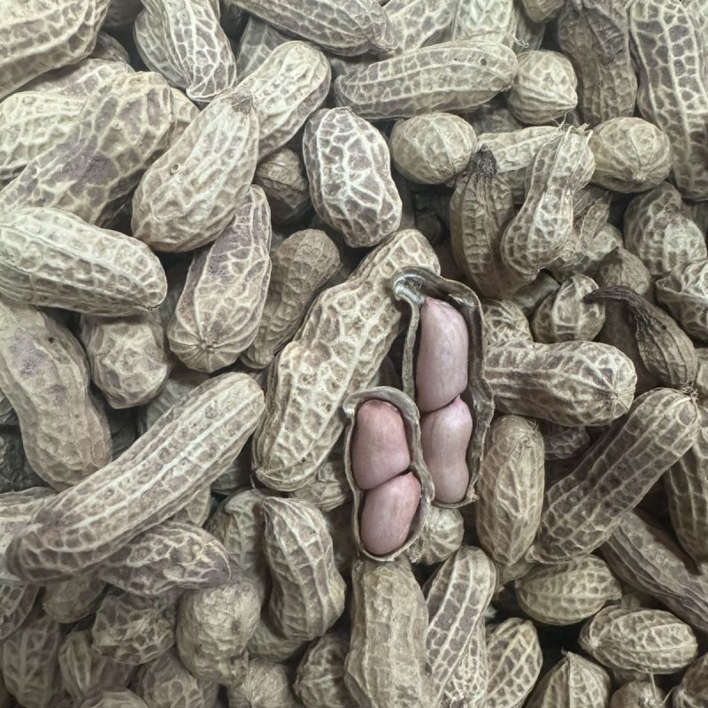 菏花15号花生种子高产高油矮株耐旱抗病抗倒伏