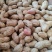 菏花15号花生种子高产高油矮株耐旱抗病抗倒伏
