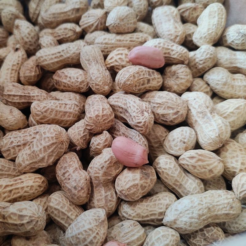 菏花15号花生种子高产高油矮株耐旱抗病抗倒伏