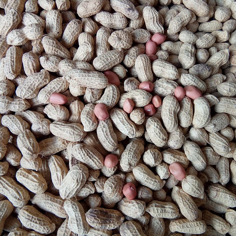 菏花15号花生种子高产高油矮株耐旱抗病抗倒伏
