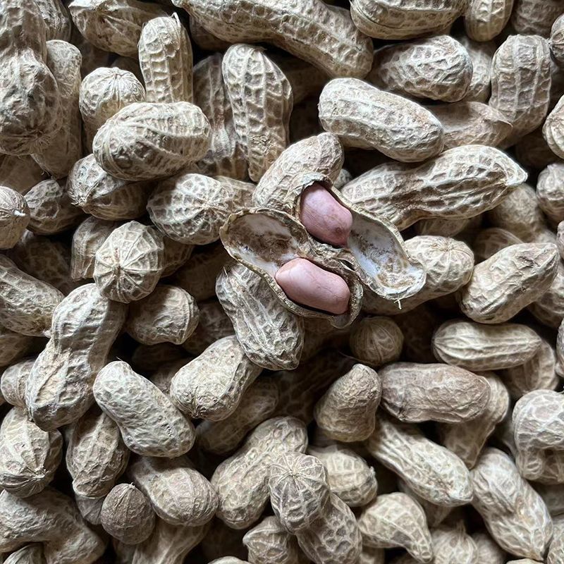 菏花15号花生种子高产高油矮株耐旱抗病抗倒伏