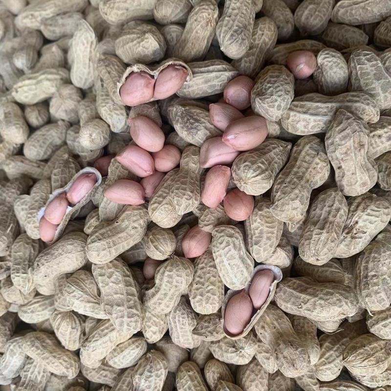 菏花15号花生种子高产高油矮株耐旱抗病抗倒伏