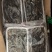 罗氏虾，沼虾，罗氏沼虾