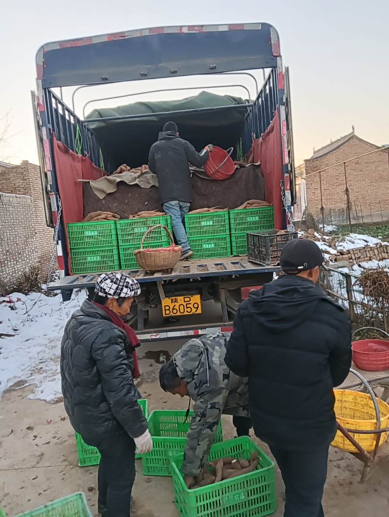 新鲜板栗红薯兴平产地直供，品质保证，对接各大市场和商超