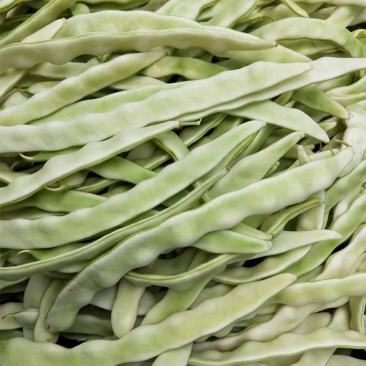 长荚状元芸豆种子白荚四季豆架豆种子无筋高产早熟长豆角种子