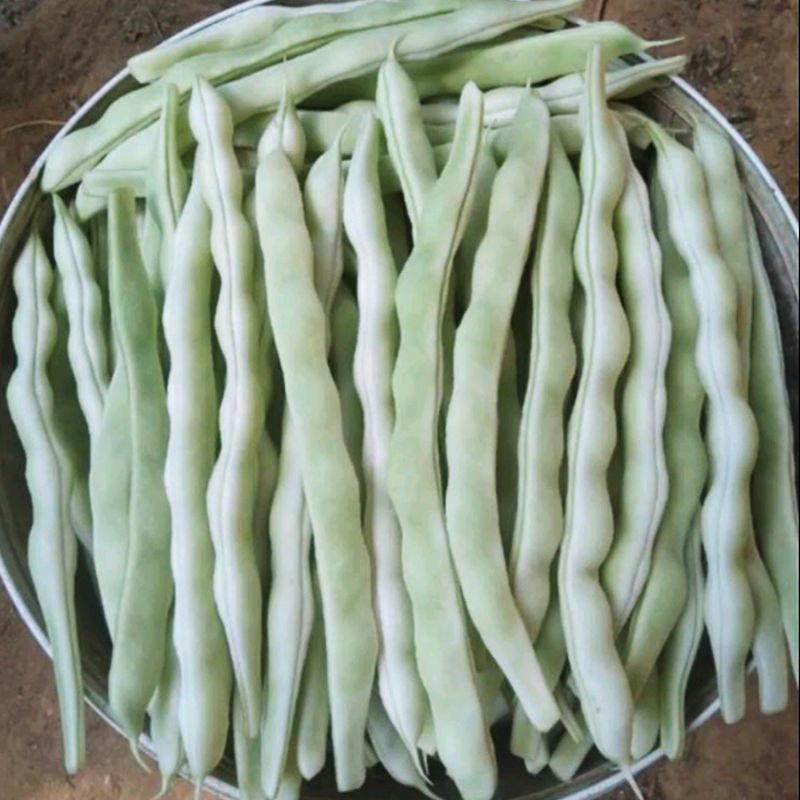 长荚状元芸豆种子白荚四季豆架豆种子无筋高产早熟长豆角种子