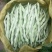 长荚状元芸豆种子白荚四季豆架豆种子无筋高产早熟长豆角种子