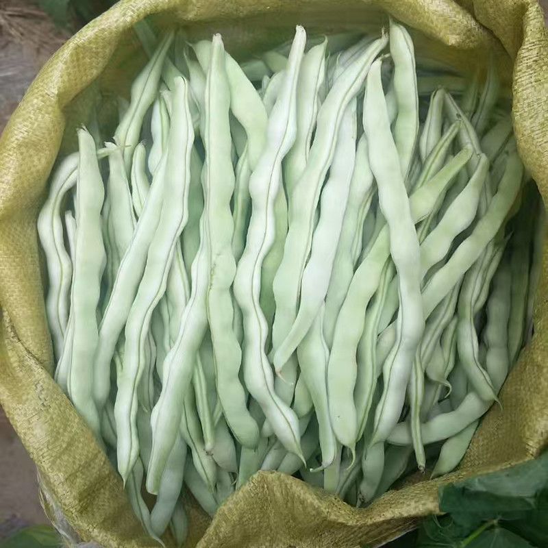 长荚状元芸豆种子白荚四季豆架豆种子无筋高产早熟长豆角种子