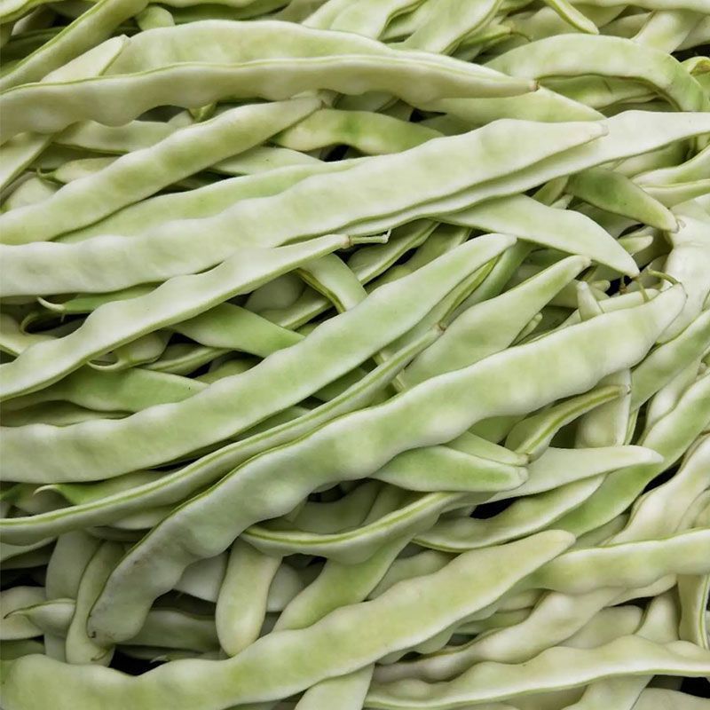 长荚状元芸豆种子白荚四季豆架豆种子无筋高产早熟长豆角种子