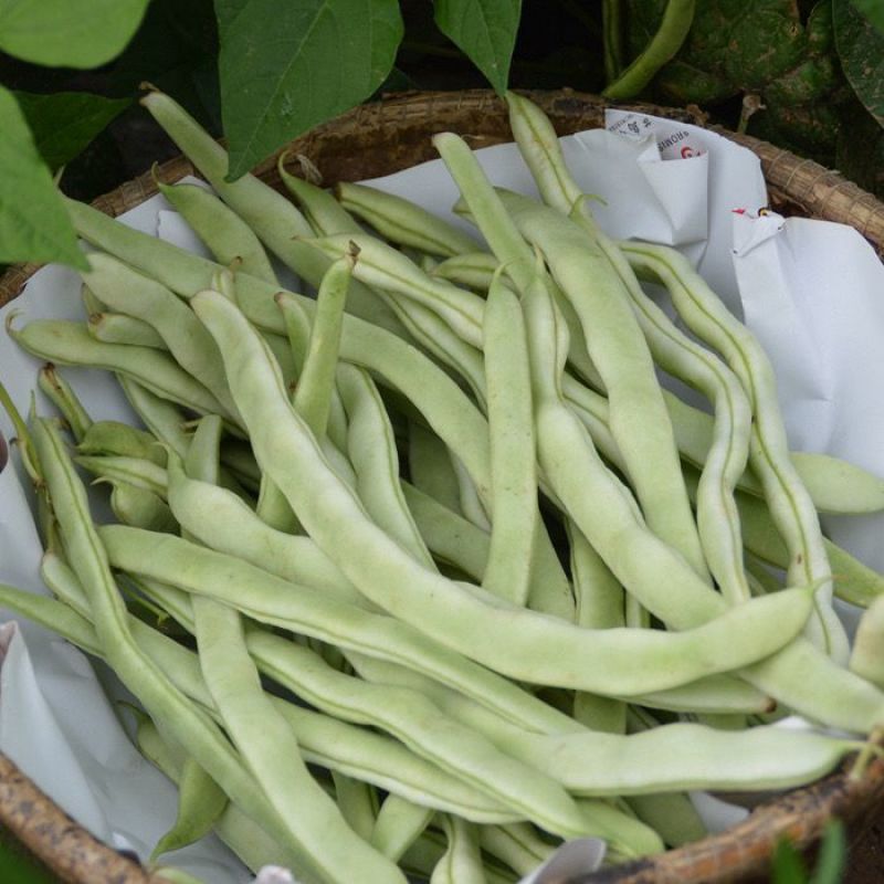 长荚状元芸豆种子白荚四季豆架豆种子无筋高产早熟长豆角种子