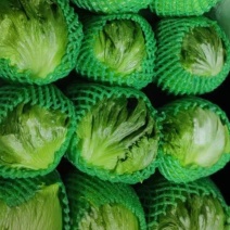 球生菜