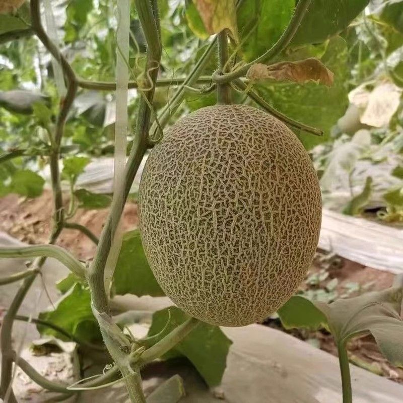 新蜜25哈密瓜种子超甜高糖甜瓜种籽西洲密网纹红肉香瓜水果