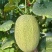 新蜜25哈密瓜种子超甜高糖甜瓜种籽西洲密网纹红肉香瓜水果