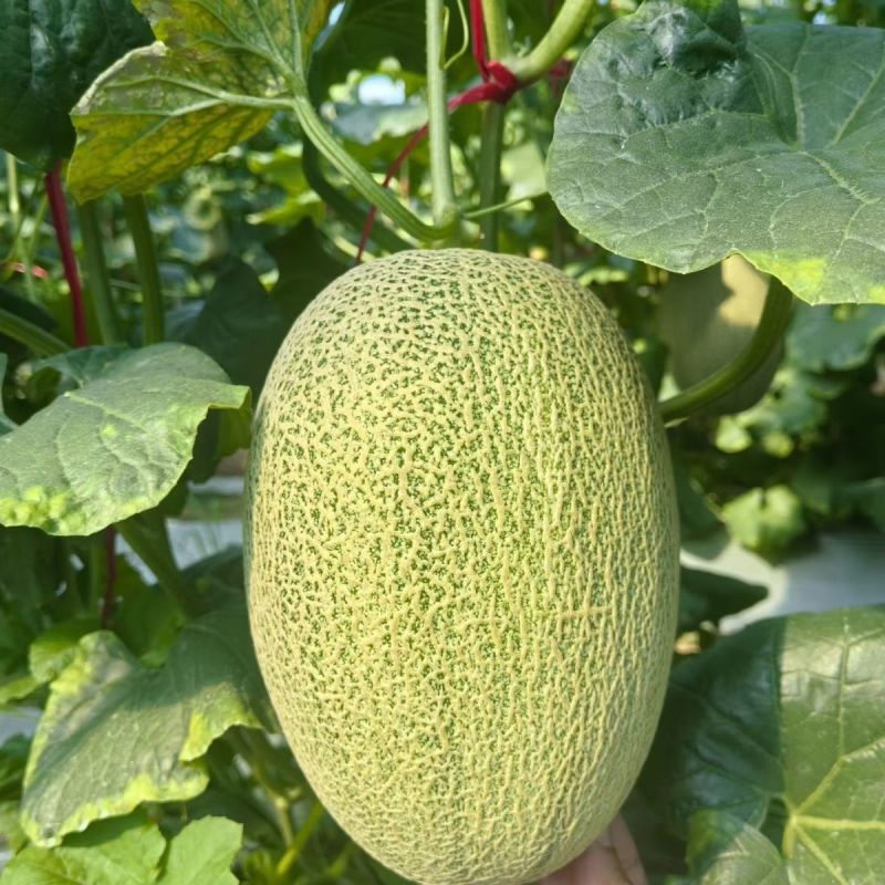 新蜜25哈密瓜种子超甜高糖甜瓜种籽西洲密网纹红肉香瓜水果
