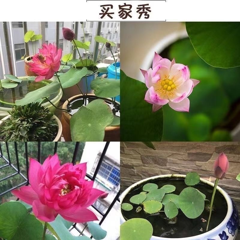 现挖睡莲种苗