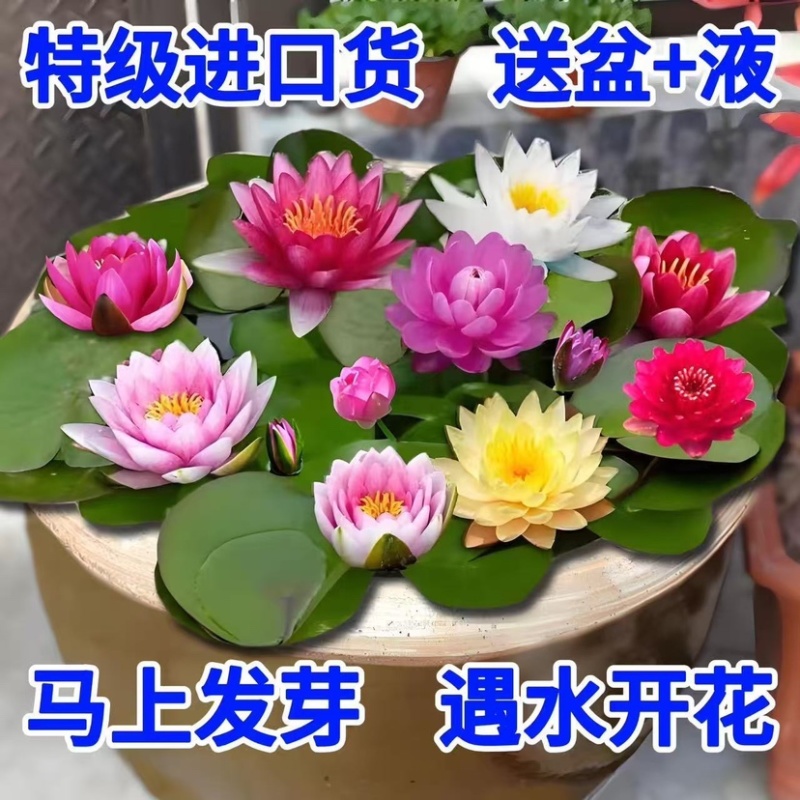 现挖睡莲种苗