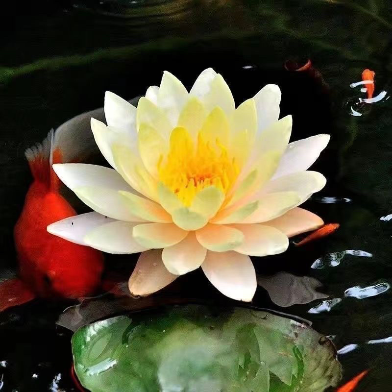 现挖睡莲种苗