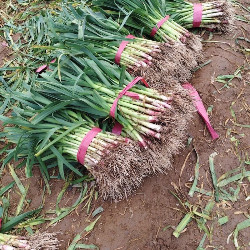 河南红根蒜苗新乡红根蒜苗原阳红根蒜苗价格